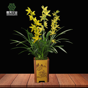 德芳兰业兰花苗 冬季不带花苞 大花蕙兰玉凤素 室内花卉 绿植盆栽包邮