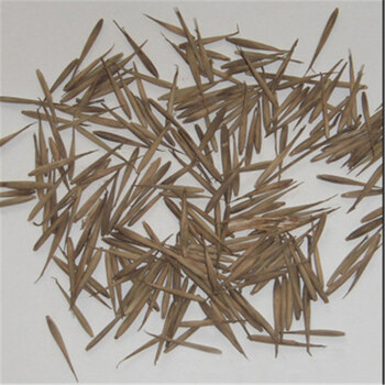 蓝忆 新采摘竹子种子美国毛竹种子生长快竹米可食用 100克