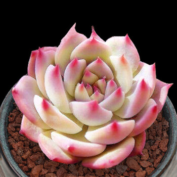 醉花春多肉植物组合盆栽桌面花卉萌肉肉植物24款水蜜桃3 5cm 图片价格品牌报价 京东 醉花春多肉植物组合盆栽桌面花卉萌肉肉植物24款水蜜桃3 5cm 图片价格品牌报价 京东