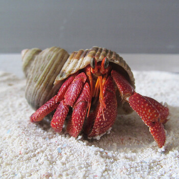 水族大师陆地淡水寄居蟹草莓寄居蟹微型宠物全红通透桌面微宠草莓寄居蟹5 