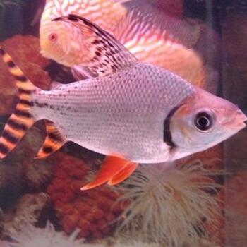 Double Yellow飞凤鱼美鱼侧线鲫金凤银凤泰国红鳍清道夫金龙红龙搭配鱼活体 22cm飞凤直纹断一纹1条 图片价格品牌报价 京东