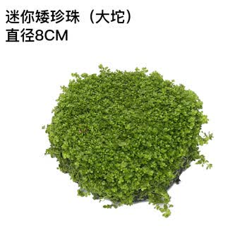 鱼缸造景水草草缸造景水草活体真水草矮珍珠前景草大坨水草前景水草前中景水草合集迷你矮珍珠大坨 图片价格品牌报价 京东