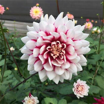 其他大丽花种球室内大丽菊苗盆栽种球庭院绿植地瓜花球根花卉易种10个混色大丽花种球14 16cm 图片价格品牌报价 京东