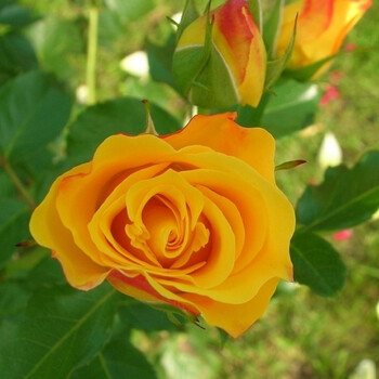 花卉盆栽阳台观花植物办公室内桌面绿植钻石月季苗小盆景 假日公主 3