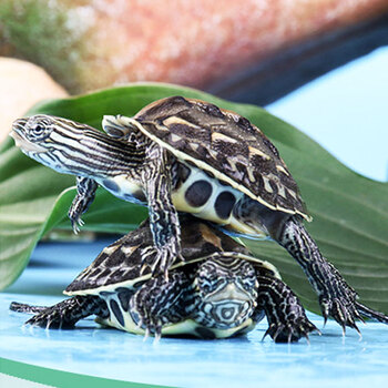 易萌 乌龟活物花龟珍珠龟六线草龟苗招财水陆观赏活体龟 花龟2-3cm