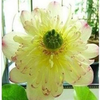 公室内盆景大睡莲根块水培植物水生花卉大根块