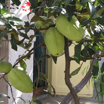 果树苗木瓜树盆栽地栽木瓜苗南方北方种植降龙木瓜六年苗 图片价格品牌报价 京东