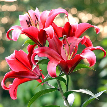 百合花盆栽 百合种球室内盆栽花卉绿植 带芽香水百合 红色宫殿 送花瓣