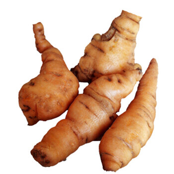 新鲜生地黄2 5kg 鲜地黄生地黄根种子怀地黄新鲜发货大菜园 图片价格品牌报价 京东