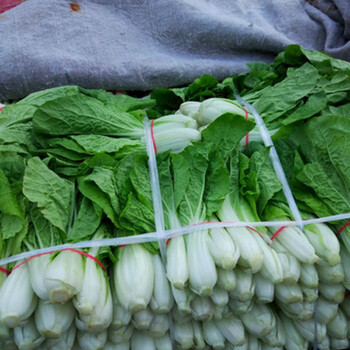 黄芽菜 净重500g 一斤起订