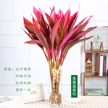 富贵竹水培植物金边竹转运竹室内花卉盆栽水养四季紫叶竹80cm 10支不含盆 图片价格品牌报价 京东