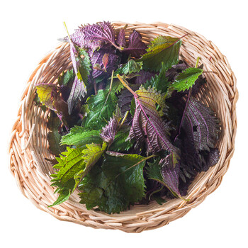 农家现摘新鲜紫苏叶调味料提香去腥苏子叶紫大叶紫苏子叶鲜活带根紫苏