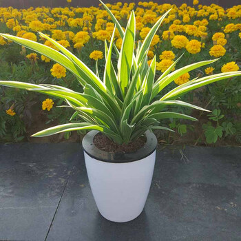 金边吊兰植物观花植物室内花卉绿植四季懒人桌面盆栽金边吊兰懒人盆含盆 图片价格品牌报价 京东