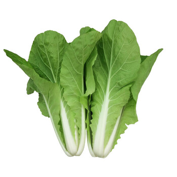 彩虹云宝有机快白菜250g有机蔬菜