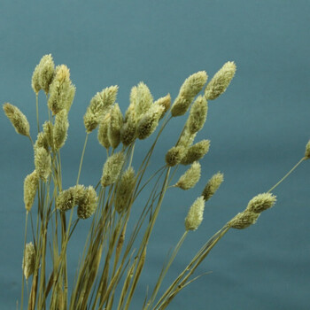 教师节干花真花宝石草客厅装饰配干花花艺新款实用现代简约 25支宝石