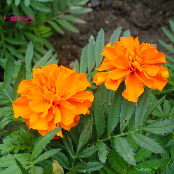 香葶苑孔雀草种子种籽小万寿菊尾穗苋忽忘草勿忘草银边翠大花秋葵种子庭院的主体花卉孔雀草种子 橘黄色 250克 半斤 图片价格品牌报价 京东