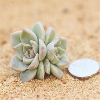 千特园艺 多肉植物 营养土白牡丹仙人多肉植物