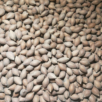 橄榄核原料 核雕原料 练手料 橄榄籽 老油核素核