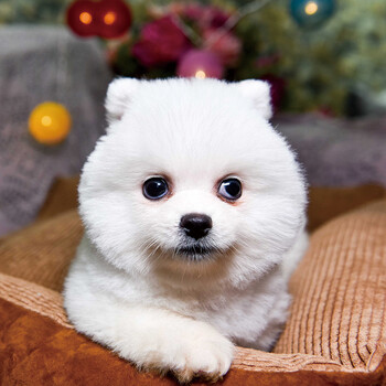 博美俊介狗宠物活体幼犬茶杯迷你纯白色宠物级狗狗小狗网红狗 萌宠