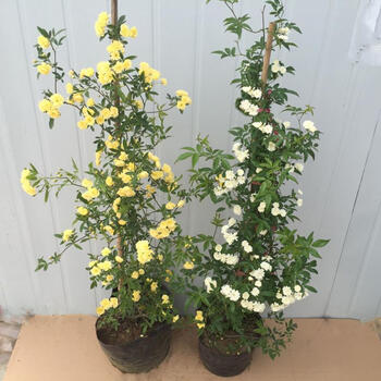 木香花苗黄木香白木香七里香花苗爬藤植物阳台红木香攀援花卉黄木香4年苗不含盆 图片价格品牌报价 京东