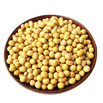 熟黄豆250g低温烘培五谷杂粮现磨豆浆原料包熟豆磨粉豆子