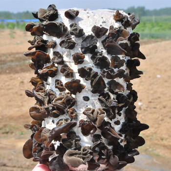 清风苑 平菇菌种蘑菇菌包菌棒盆栽食用菌家庭蘑菇种植菌包阳台 黑木耳