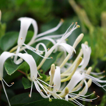 庭院爬藤植物盆栽金银花四季不掉叶常青金银花苗盆栽花卉 白色金银花