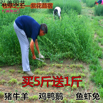 紫花苜蓿种子多年生苜蓿草种子四季常青牧草鸡鸭鹅牛羊鱼草籽苜蓿包衣30斤起11每斤 图片价格品牌报价 京东 紫花苜蓿种子多年生苜蓿草种子四季常青牧草鸡鸭鹅牛羊鱼草籽苜蓿包衣30斤起11每斤 图片价格品牌报价 京东