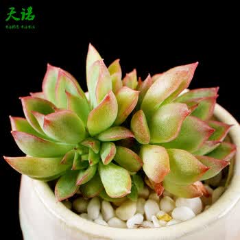 天诺园艺玉露多肉植物组合盆栽办公室内肉肉植物熊童子生石花屁股花多头女雏2 3cm 图片价格品牌报价 京东 天诺园艺玉露多肉植物组合盆栽办公室内肉肉植物熊童子生石花屁股花多头女雏2 3cm 图片价格品牌报价 京东