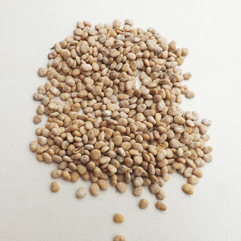 木腊种子木腊树种子 半斤