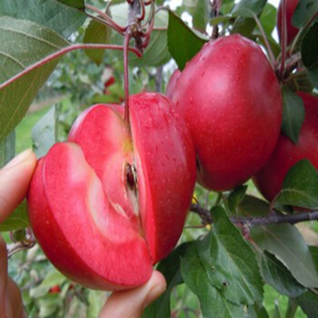 苹果苗 果树大苗 新品种红肉苹果树苗盆栽地栽南北方种植当年结果 红心苹果 4年苗