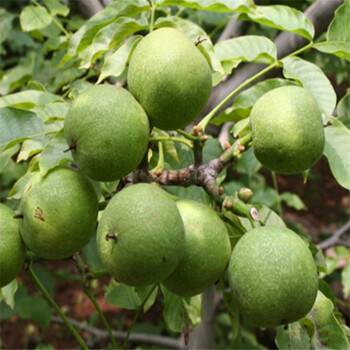 核桃树苗 8518嫁接苗核桃苗 南方北方种植 盆栽