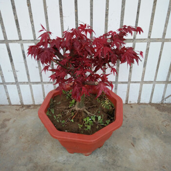 盆景客廳室內觀葉植物紅舞姬庭院盆栽地栽樹苗 51cm(含)-80cm(含)