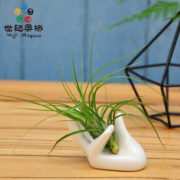 世纪奥桥 空气凤梨不需要土壤的植物绿植盆栽