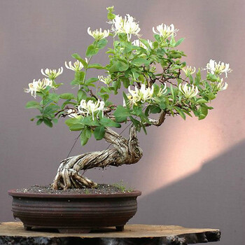 若绿 金银花苗 室内盆栽盆景树桩金银花爬藤花卉绿植花期长四季种植当年开花 庭院观赏 金银花 二年苗
