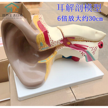 别颖耳解剖放大模型生物教学人体大耳朵构造幼儿园科学实验室教学仪器免费 