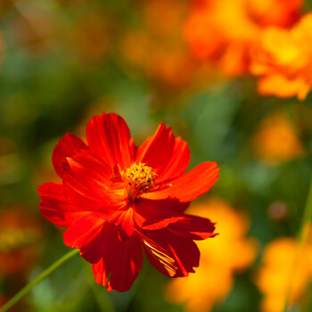波斯菊种子格桑花种子家庭种植花卉种子四季种