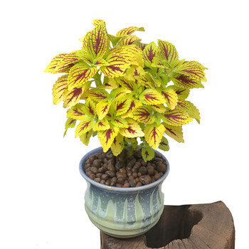彩叶草彩虹草草本盆栽植物盆景室内阳台办公室观叶花卉 红火金边