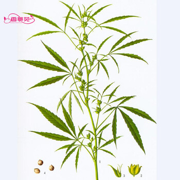 药材种子决明子种子火麻仁藿香桔梗知母菊苣牛蒡子益母草猪屎豆夏枯草种子火麻仁种子250克 半斤 图片价格品牌报价 京东 药材种子决明子种子火麻仁藿香桔梗知母菊苣牛蒡子益母草猪屎豆夏枯草种子火麻仁种子250克 半斤 图片价格品牌报价 京东
