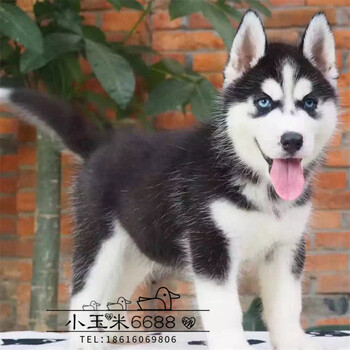 哈士奇三把火双蓝眼活体宠物狗纯种健康幼犬 上海杭州苏州武汉有基地