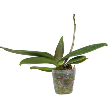 虞溪村精品蝴蝶兰抽花梗花剑苗成熟大苗花卉开花兰花盆栽花苗 绿精灵