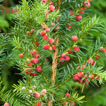 红豆杉树种子种籽沙藏红豆杉南方红豆杉曼地亚红豆杉盆栽观赏庭院观赏多花木兰种红豆杉种子 沙藏催芽 250克 半斤 图片价格品牌报价 京东