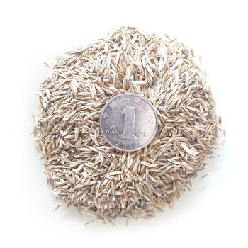 美国四季青不修剪耐践踏狗牙根黑麦草籽小区护坡耐寒绿化 进口本特4号