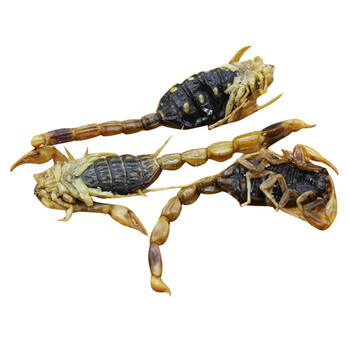 沂蒙山野生蝎子 干货全蝎 全虫 野生干货 全蝎子 十足全蝎50克_ 2折现