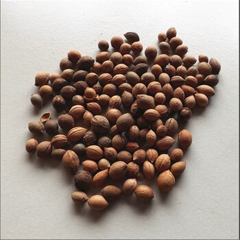 钙果种子 钙果树种子优质水果补钙之星 欧李种子新采收果树种子 一斤