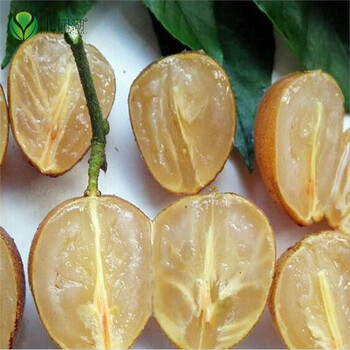 黄皮果苗无核黄皮果苗鸡心黄皮苗盆栽果树苗木当年结果2年苗 图片价格品牌报价 京东 黄皮果苗无核黄皮果苗鸡心黄皮苗盆栽果树苗木当年结果2年苗 图片价格品牌报价 京东
