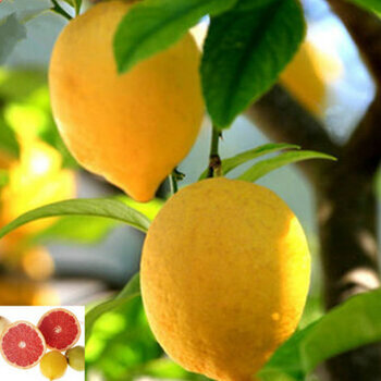 四季结果 香水柠檬苗 南北种植 易成活 青皮红心 4年苗