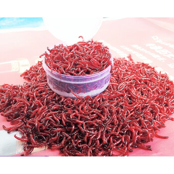 红虫饵公虫钓饵鱼饵拉饵小虫红虫鲫野钓 小号10斤