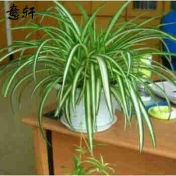 意轩吊兰绿植盆栽室内苗木室内盆栽垂吊花卉植物花卉盆栽土培水培植物 金心吊兰整盆苗4-6棵