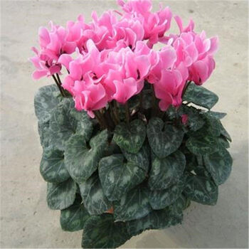 花卉盆栽仙客来花苗带花办公室卧室客厅阳台绿植花卉四季种植 玫红 不